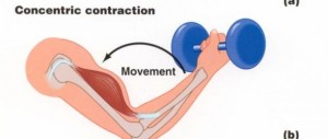 Causes of Delayed Onset Muscle Soreness