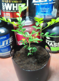 Grow in a plant in a protein tub