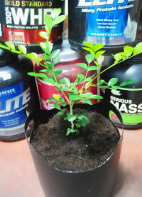 Upcycle Craft: Protein Powder Tub Planter